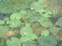 大きな丸いハート型の葉を水面に広げている植物の写真