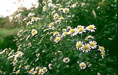 白く小さな花弁を持つのじぎくの花が群生している写真