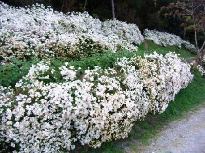 白いのじぎくの花が花垣になって伸びている写真