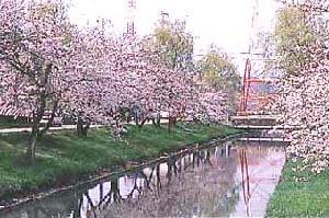 川に沿って咲く満開の桜並木の写真