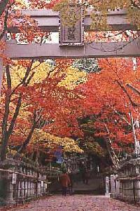 鳥居越しに満開の紅葉を臨む鹿嶋神社境内の写真