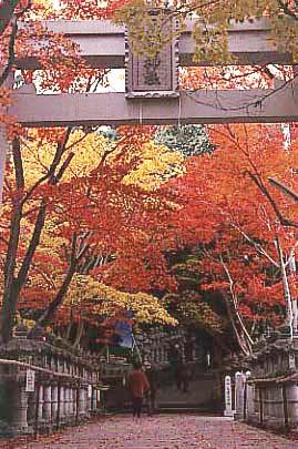 色鮮やかな紅葉に囲まれた鳥居から本殿へ続く参道の写真