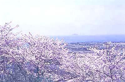 日笠山の高台から満開の桜越しに見る街の風景の写真