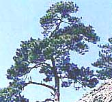 晴天の空に向かって伸びている松の木の写真