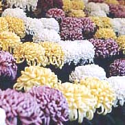 色とりどりの菊の花が並んで咲いている様子の写真