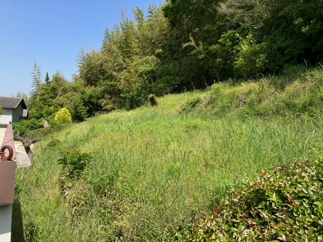 山の斜面の状況