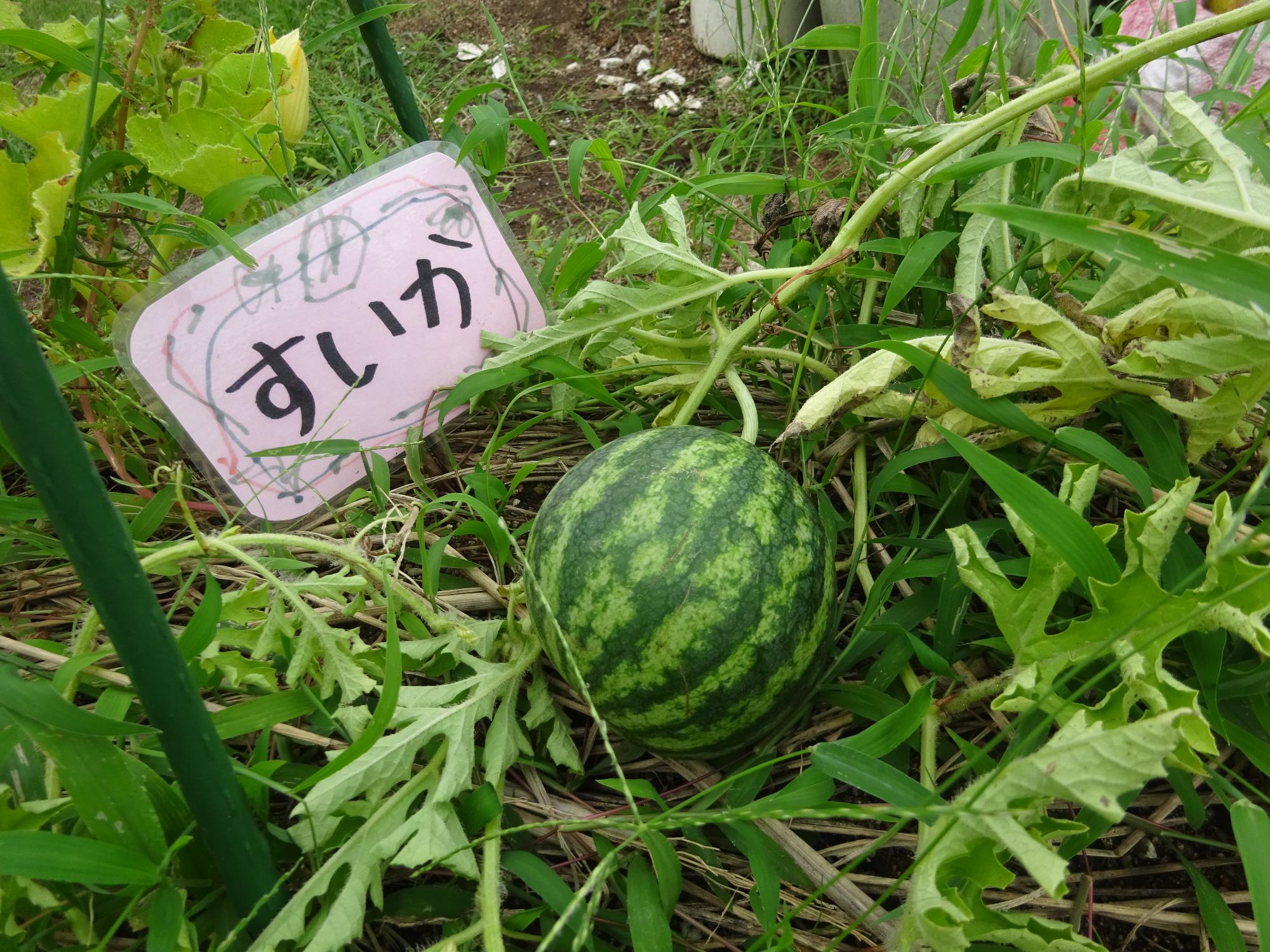 あらいっこ