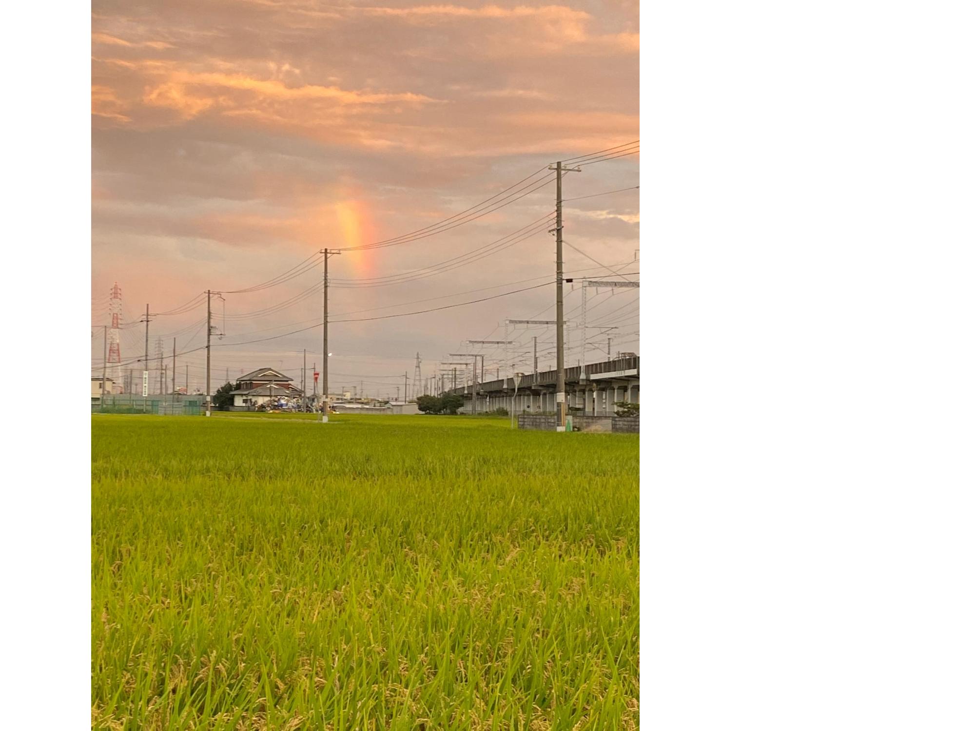 稲が実る風景