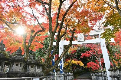 鹿嶋神社鳥居ともみじの写真