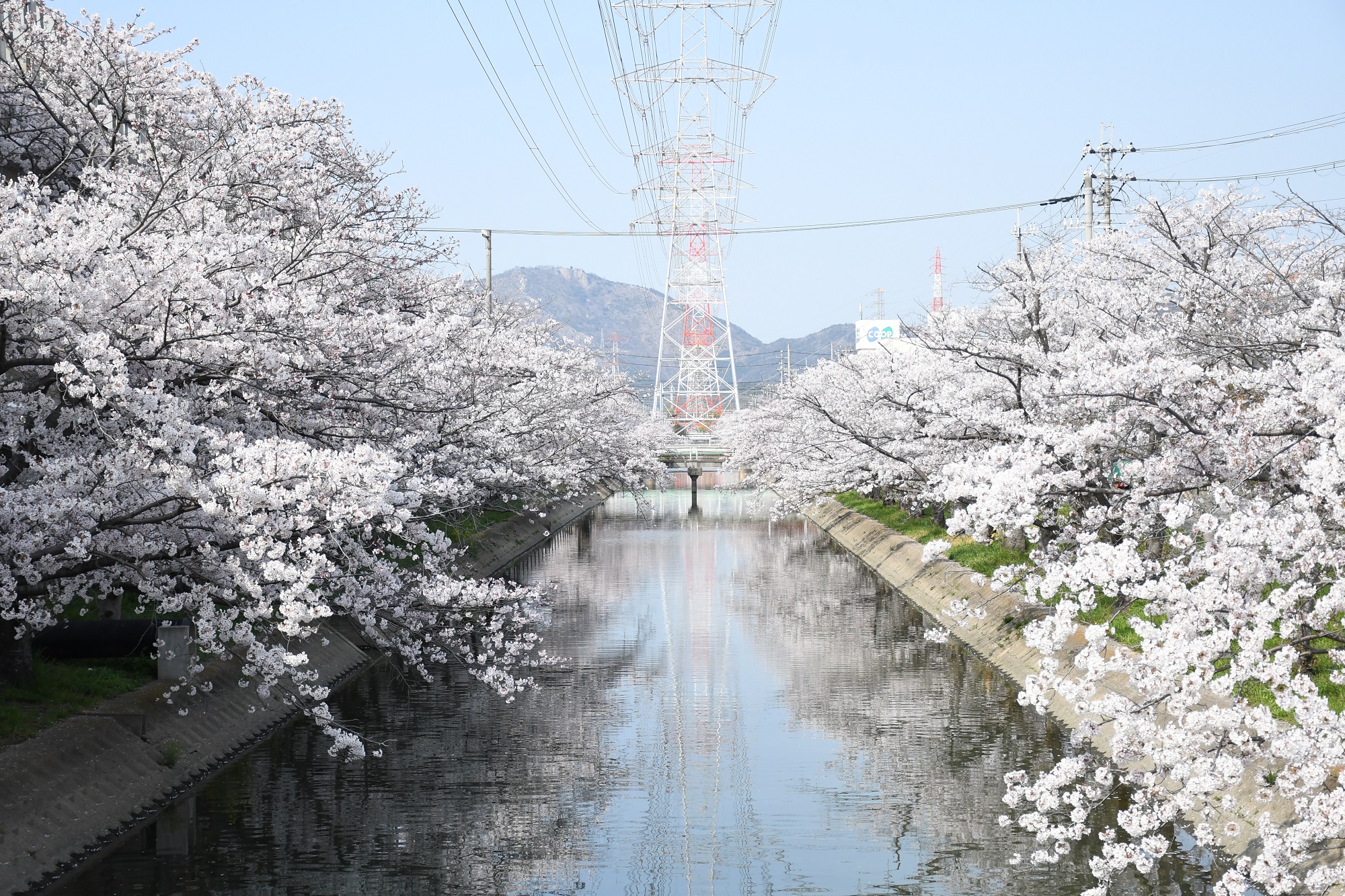 kashima
