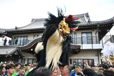 躍動する獅子