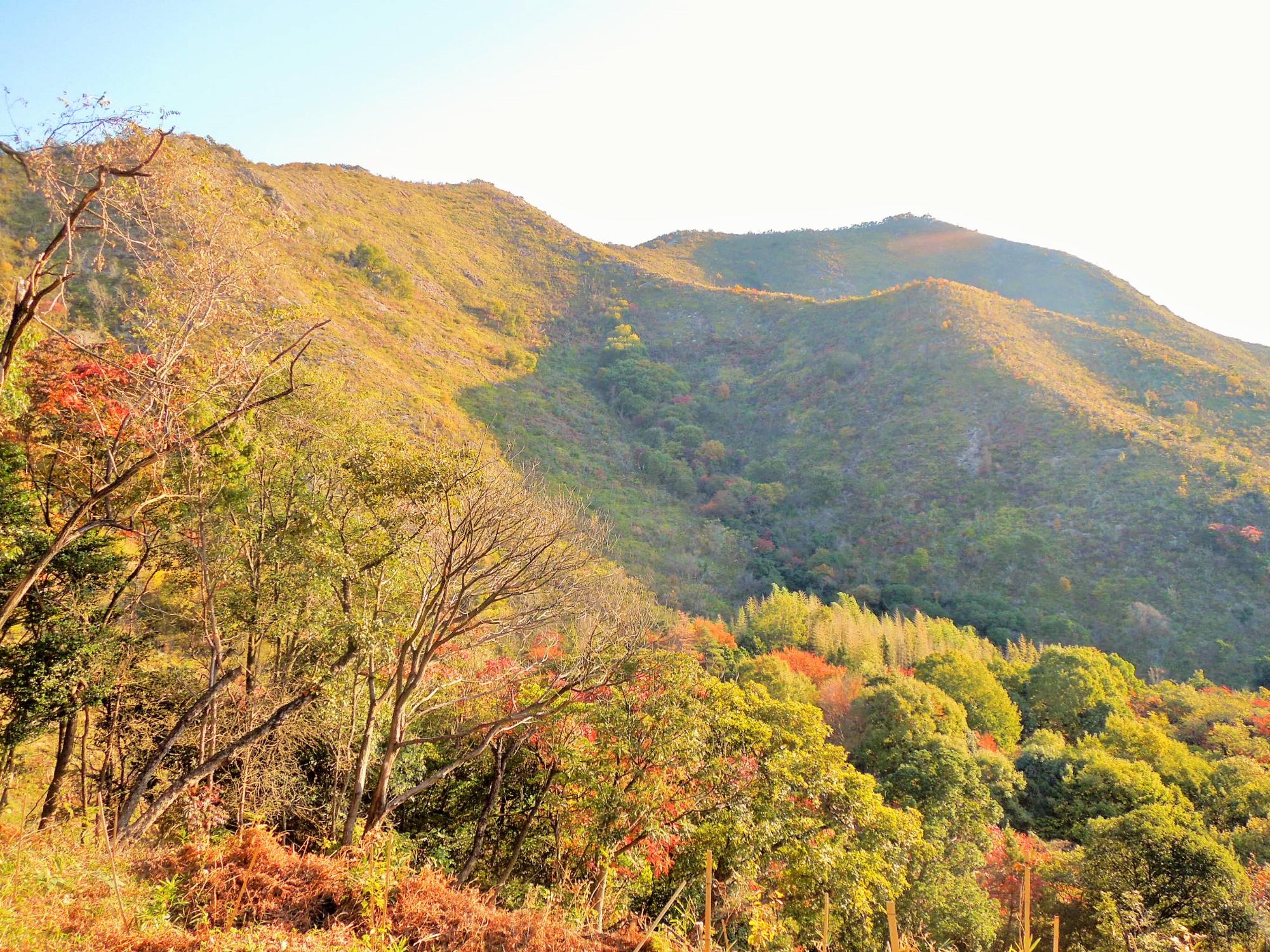 紅葉の高御位山
