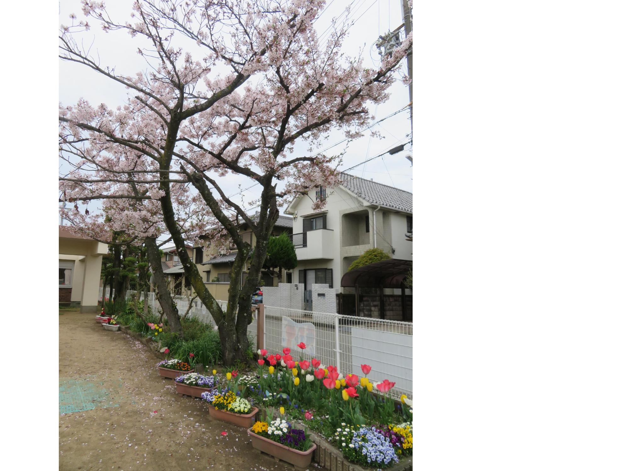 高砂こども園 園生活の様子