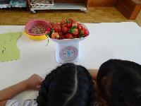 イチゴの重さをはかっている様子