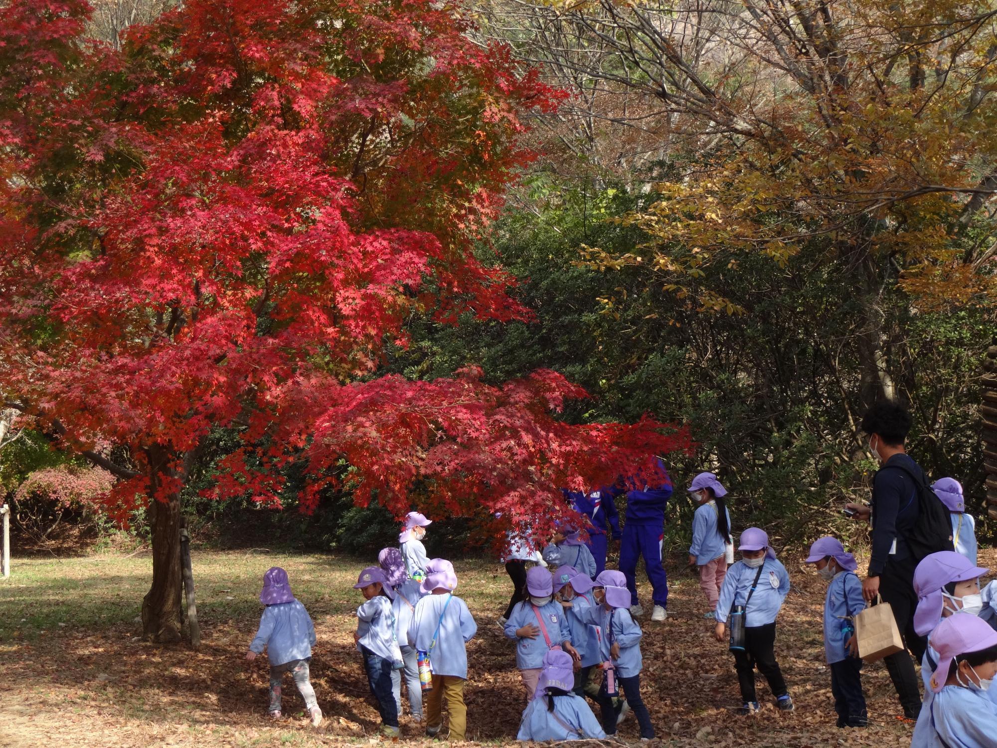紅葉の葉っぱで遊んでいるところ
