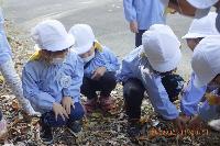 落ち葉の中に手を入れているところ