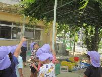 藤棚の豆を見ているところ