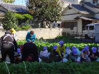 おいもほりをしている様子