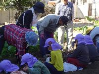 お芋掘りをしている様子２