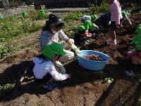 おいもがたくさんとれた様子