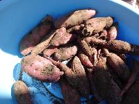 たらいの中のサツマイモ
