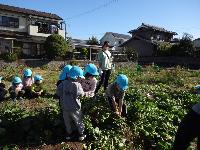 こども農園で芋掘りをしている様子