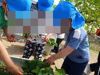 イチゴの収穫の様子