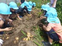 ジャガイモを掘っている様子