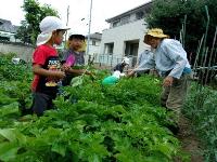 じゃがいもほり