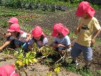 じゃがいも掘り