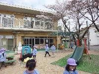 桜の花びら拾い