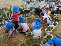 雑草園を作っている様子