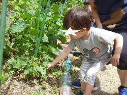 夏野菜