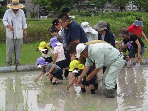 田植え