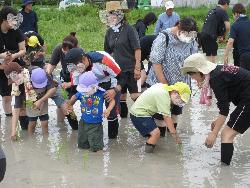 田植え体験