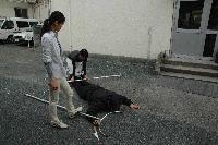 屋外で行われた、倒れた相手に対する刺又訓練の写真。2人がかりで倒れた犯人役の腕や足を刺又で地面に押さえつけている。