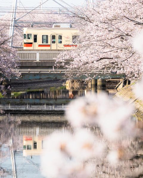 桜と山陽電車